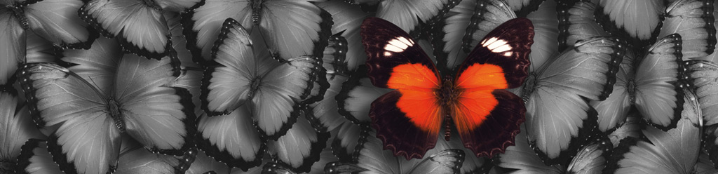 12 Schmetterling